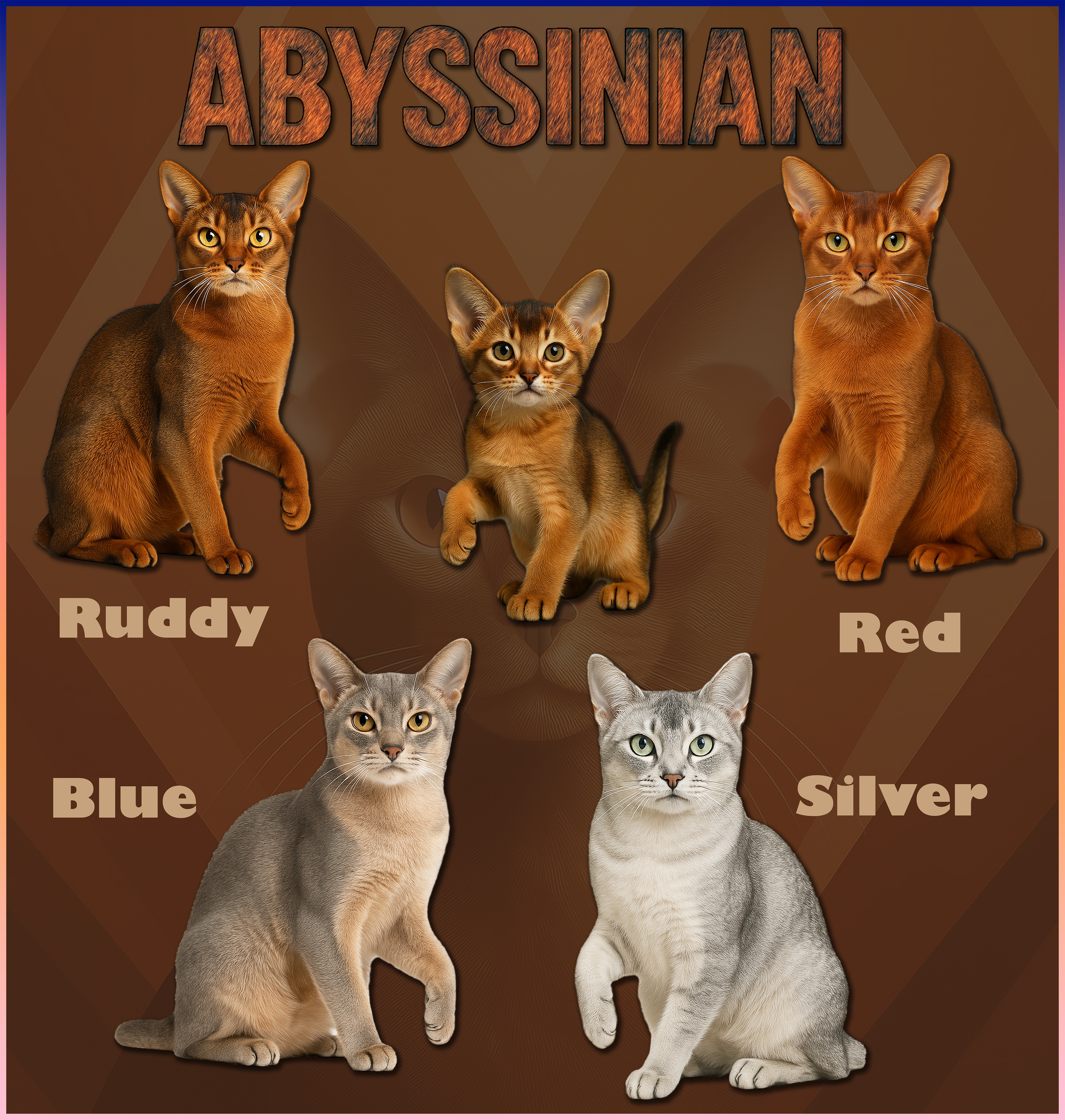 Abyssinian