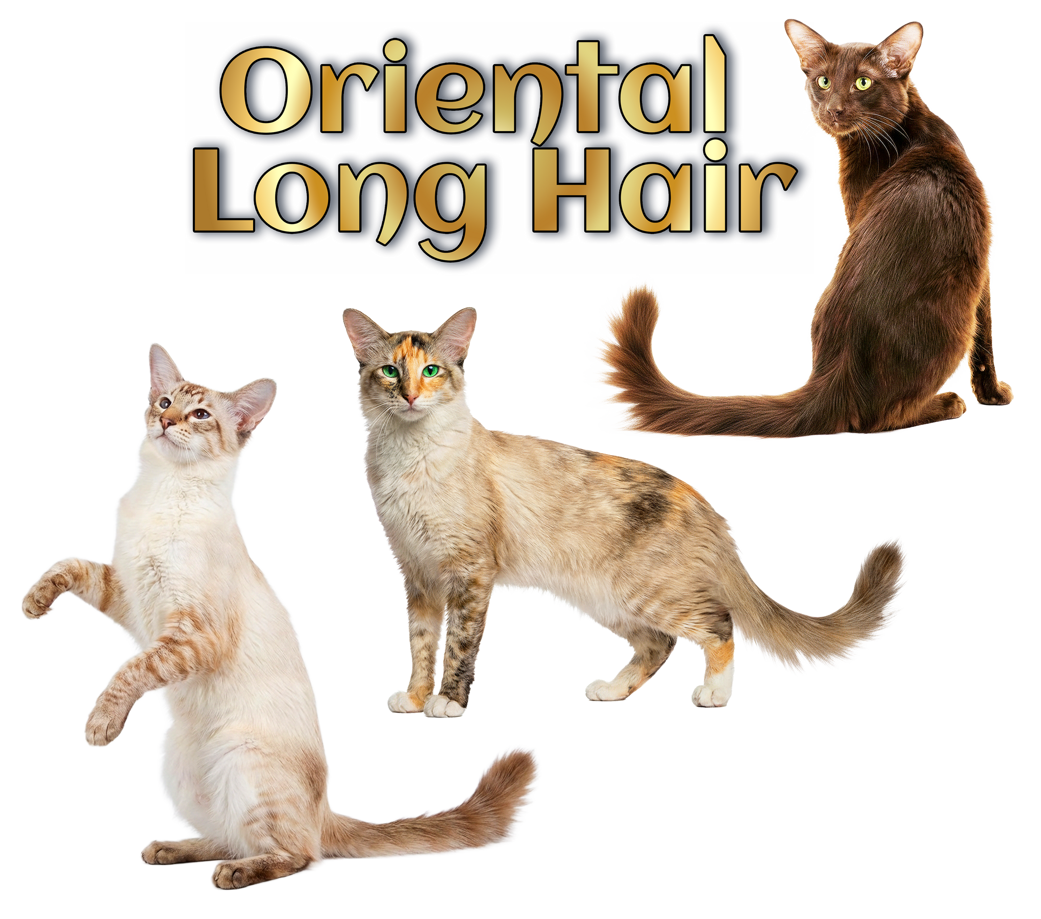 Oriental Longhair Breed
