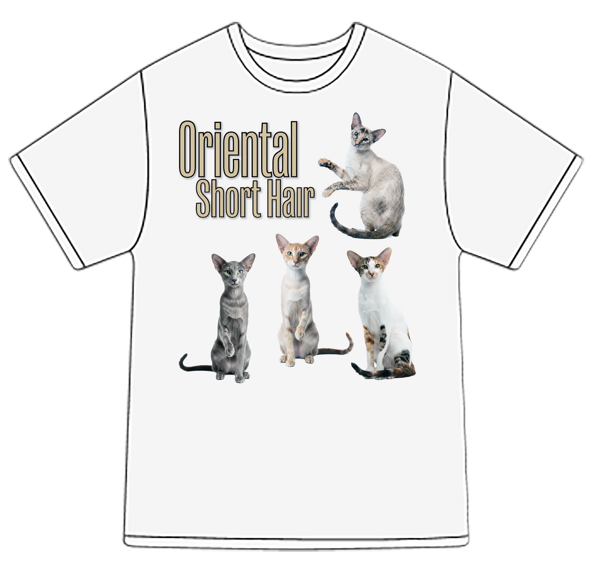 Oriental Shorthair Breed