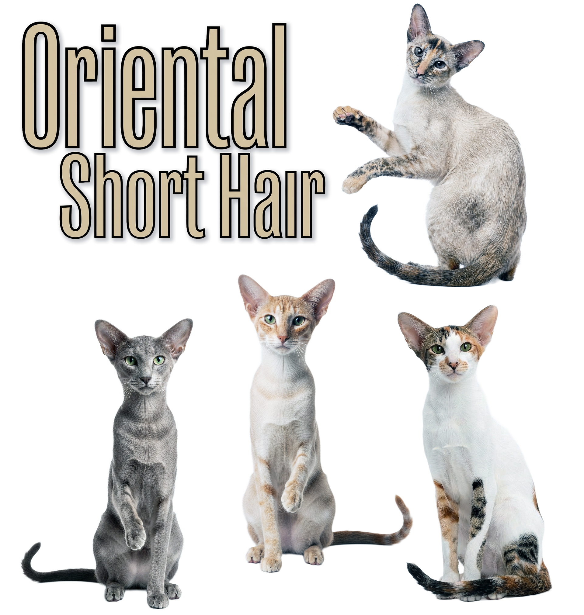 Oriental Shorthair Breed