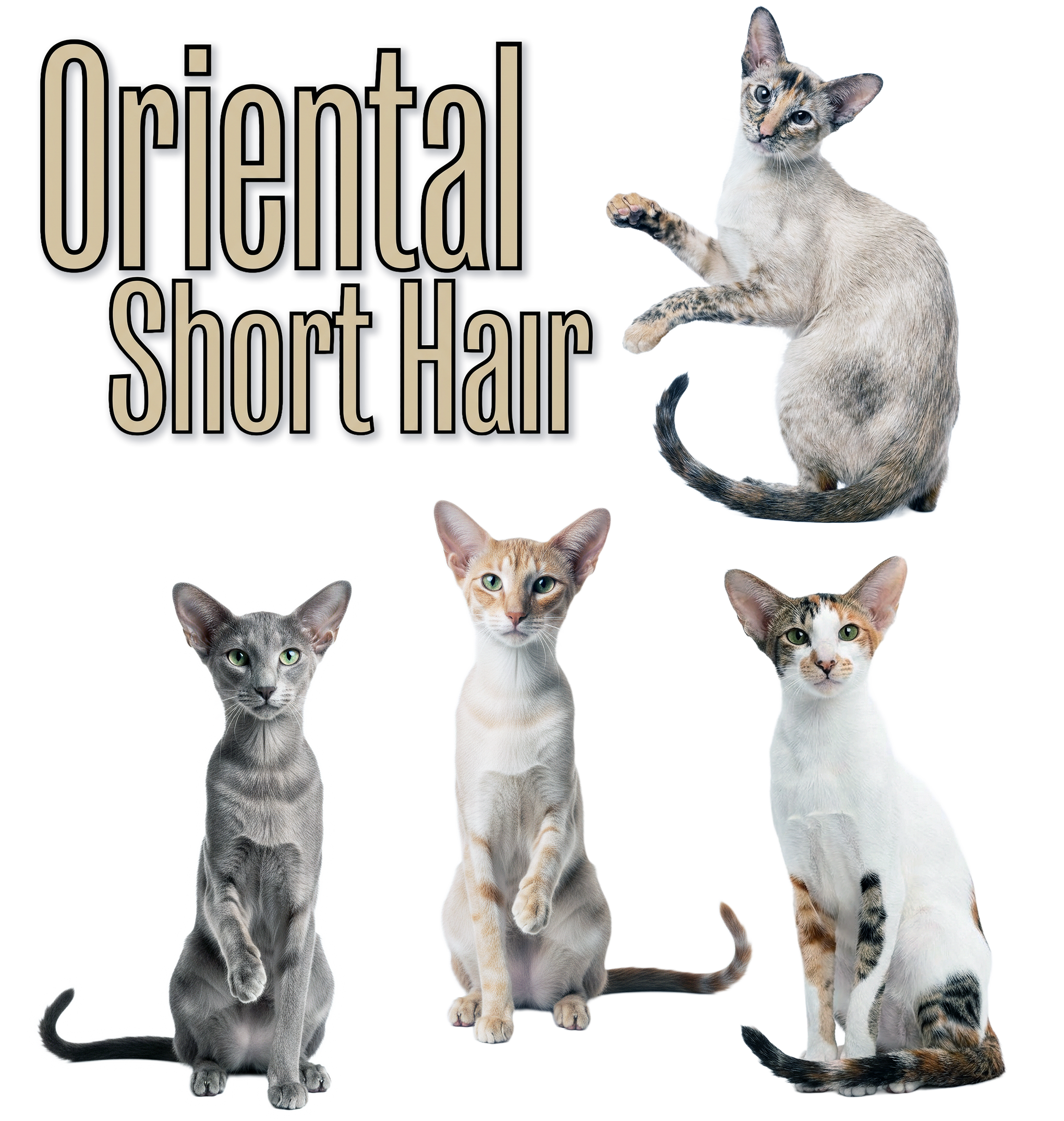 Oriental Shorthair Breed
