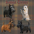 Scottish Terrier