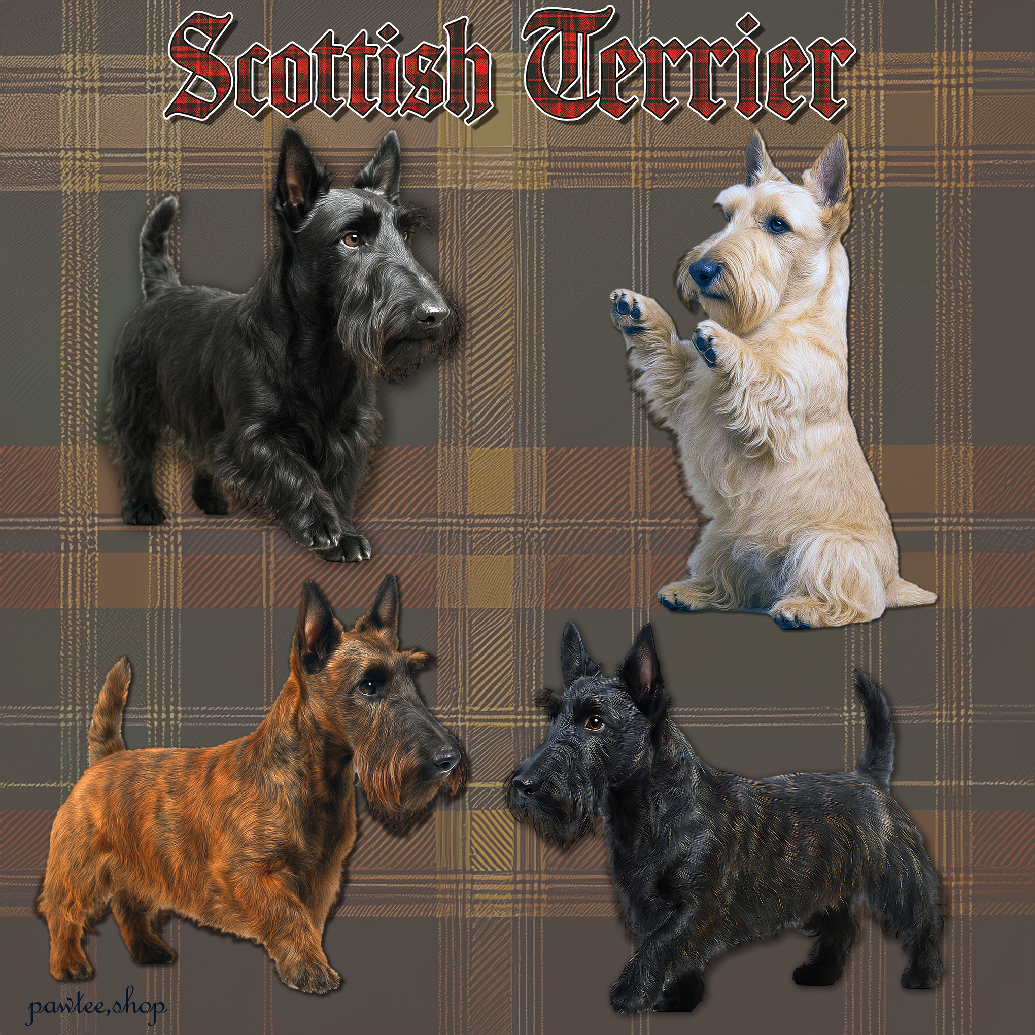 Scottish Terrier