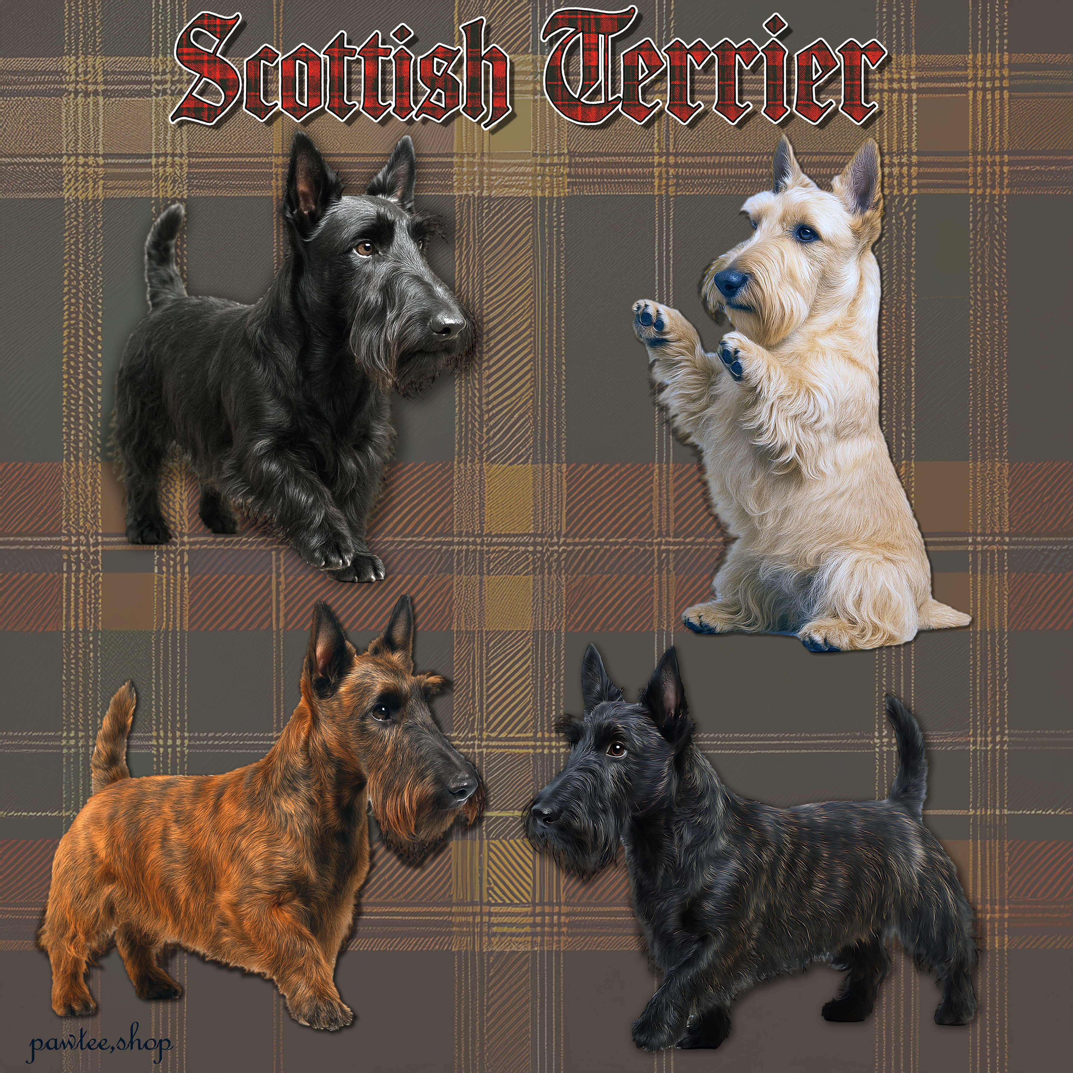 Scottish Terrier